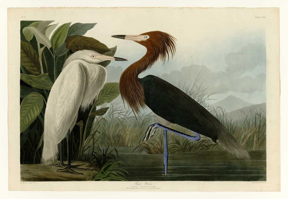 Purple Heron art print by John James Audubon for $57.95 CAD