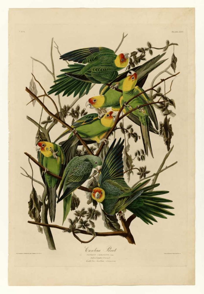 Carolina Parrot art print by John James Audubon for $57.95 CAD