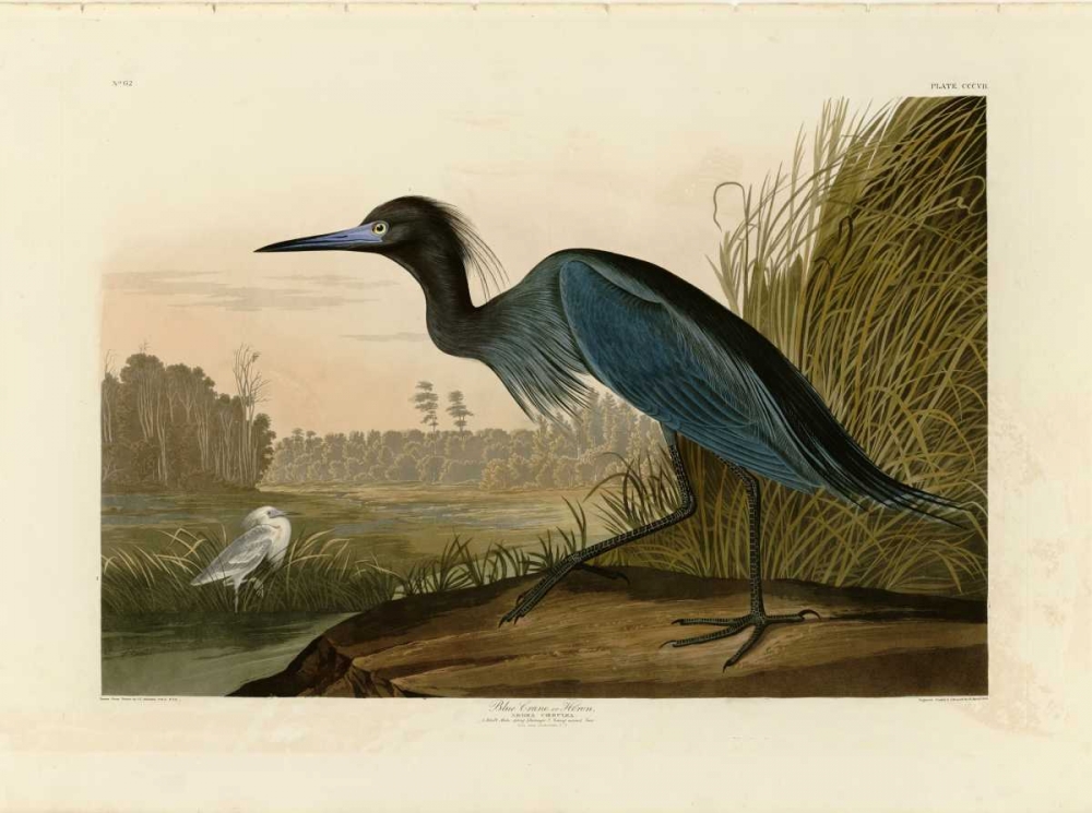 Blue Crane or Heron art print by John James Audubon for $57.95 CAD