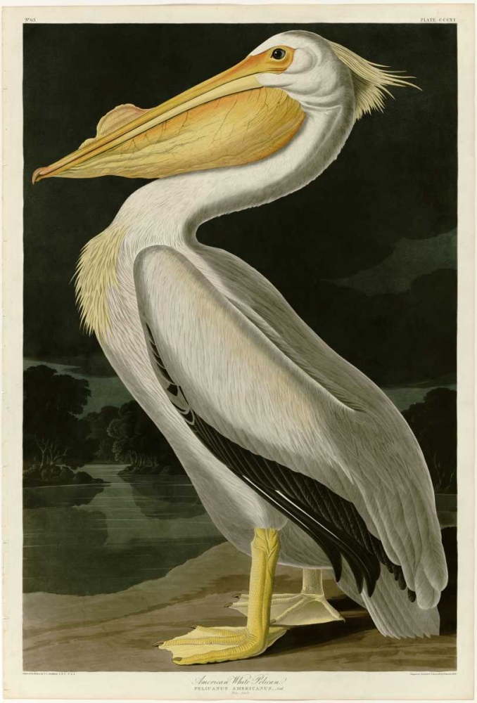 American White Pelican art print by John James Audubon for $57.95 CAD