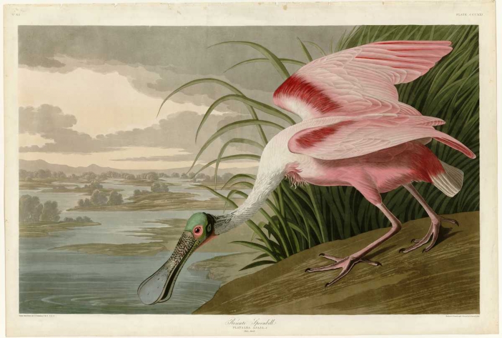 Roseate Spoonbill art print by John James Audubon for $57.95 CAD