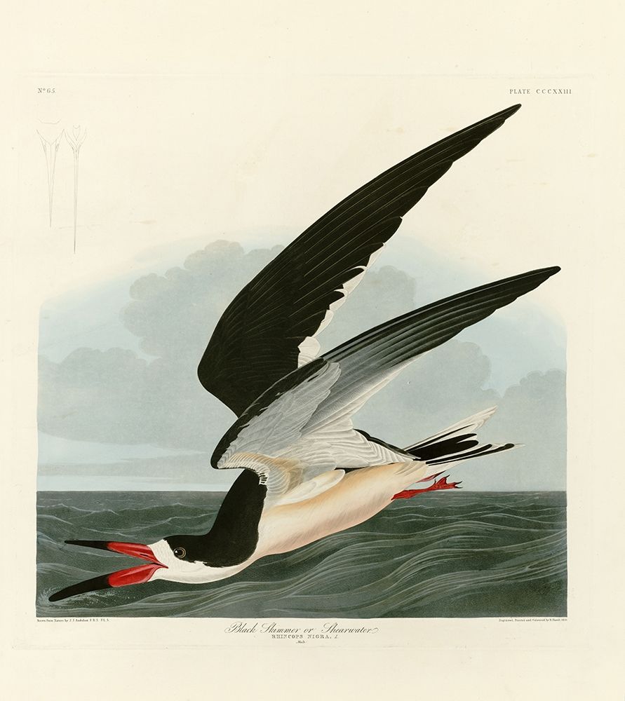 Black Skimmer art print by John James Audubon for $57.95 CAD
