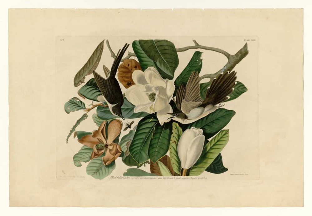 Black Billed Cuckoo art print by John James Audubon for $57.95 CAD