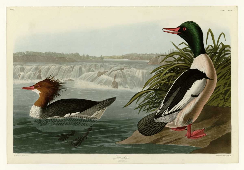 Goosander art print by John James Audubon for $57.95 CAD