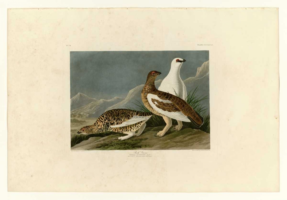 Rock Grouse art print by John James Audubon for $57.95 CAD