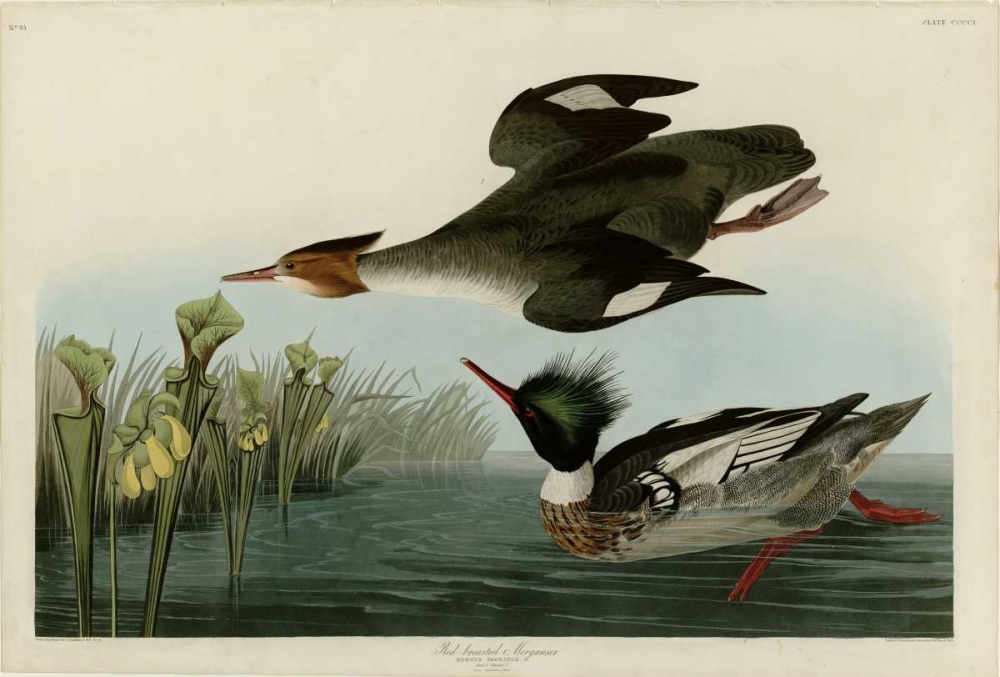 Red Breasted Merganser art print by John James Audubon for $57.95 CAD