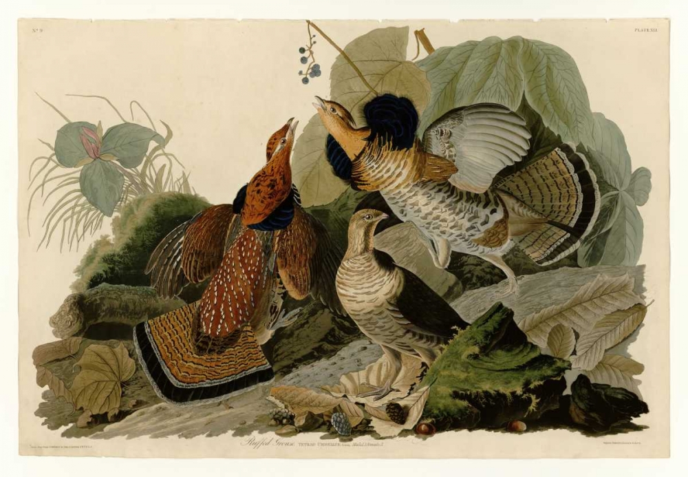 Ruffed Grouse art print by John James Audubon for $57.95 CAD