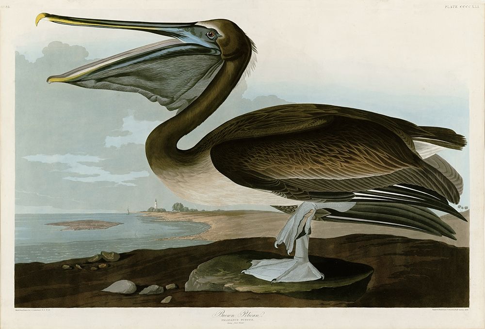 Brown Pelican art print by John James Audubon for $57.95 CAD