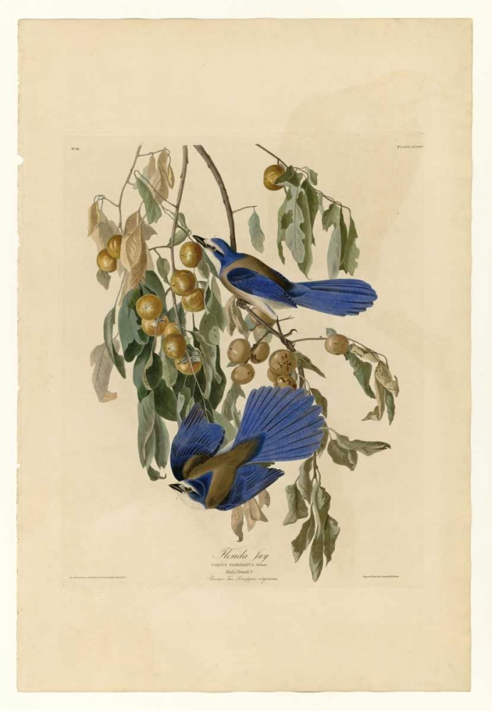 Florida Jay art print by John James Audubon for $57.95 CAD