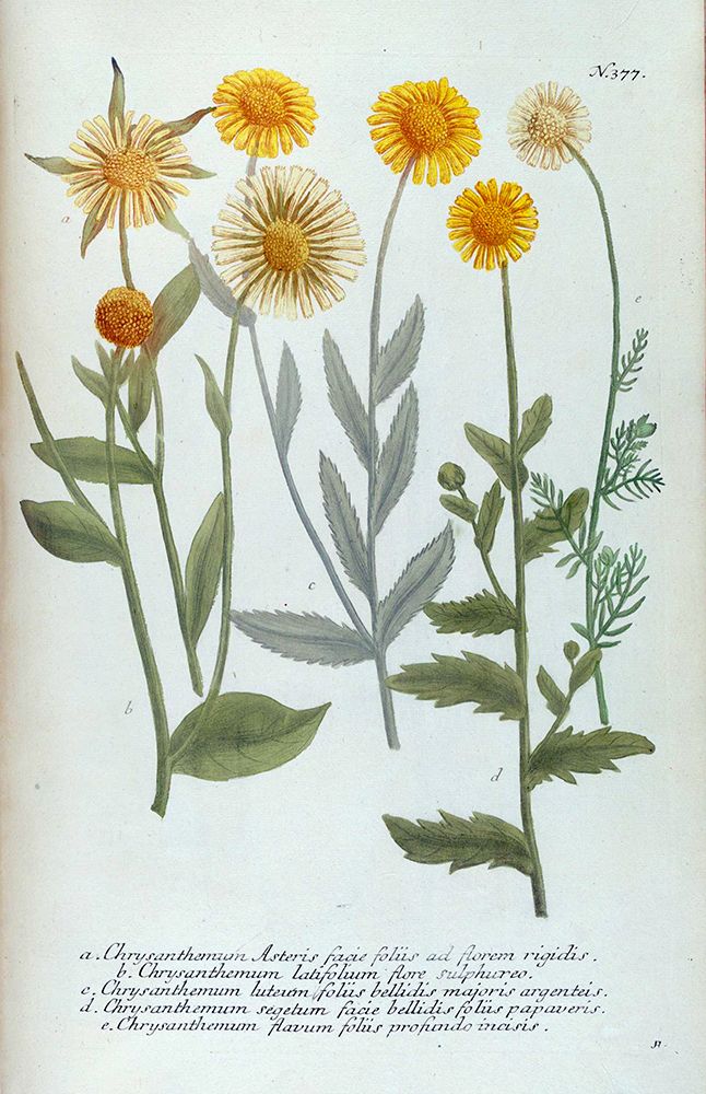 Chrysanthemum Asteris art print by Jacob Weinmann for $57.95 CAD