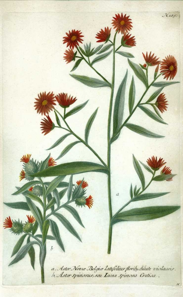Aster, Plate 189 art print by Johann W. Weinmann for $57.95 CAD