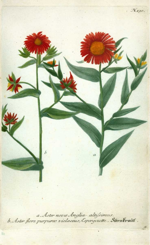 Aster, Plate 190 art print by Johann W. Weinmann for $57.95 CAD