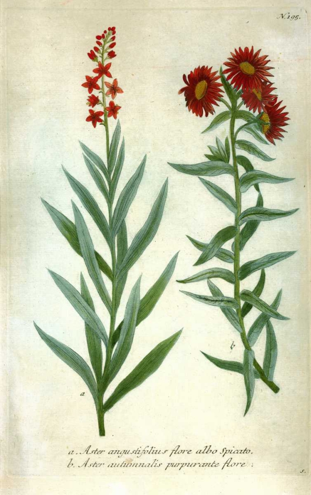 Aster, Plate 195 art print by Johann W. Weinmann for $57.95 CAD
