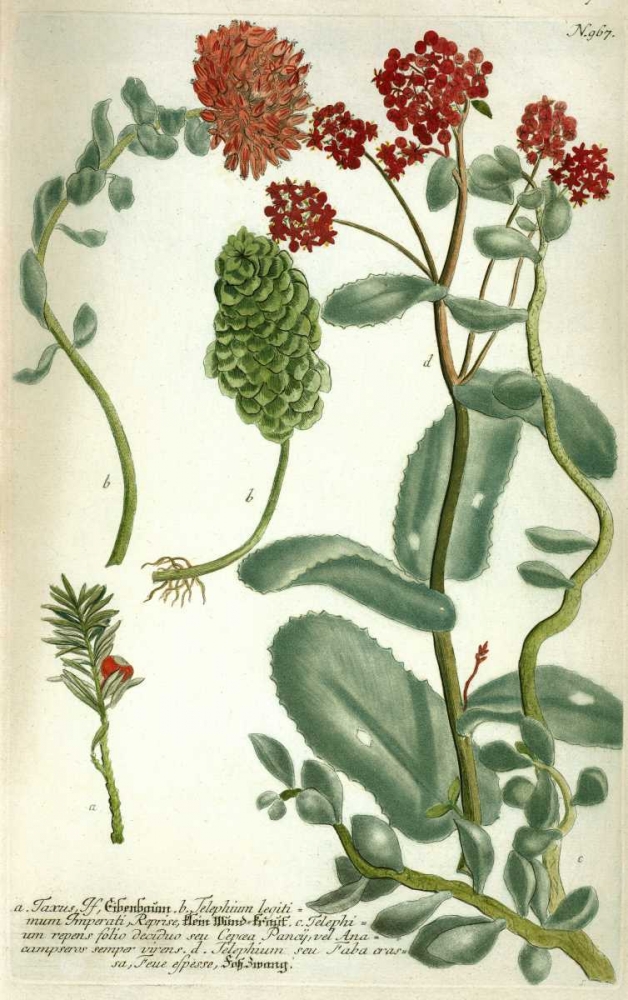 Sedum, Plate 967 art print by Johann W. Weinmann for $57.95 CAD