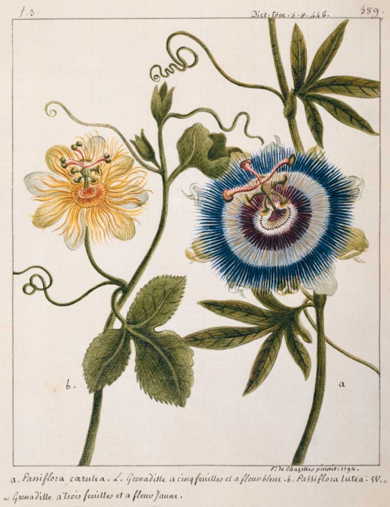 Passiflora Caerulea art print by Laurent Chazelles for $57.95 CAD