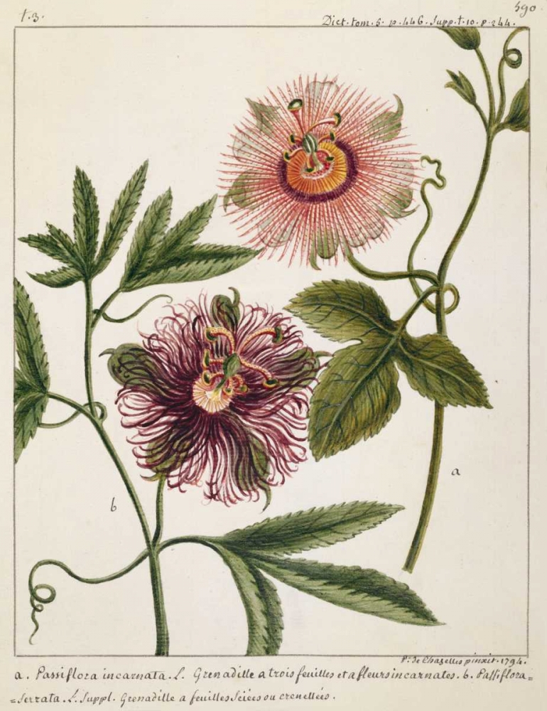Passiflora Incarnata art print by Laurent Chazelles for $57.95 CAD