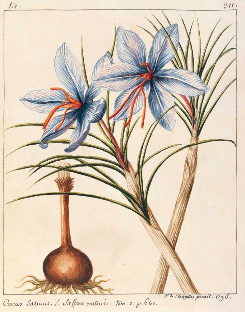 Crocus Sativius art print by Laurent De Chazelles for $57.95 CAD
