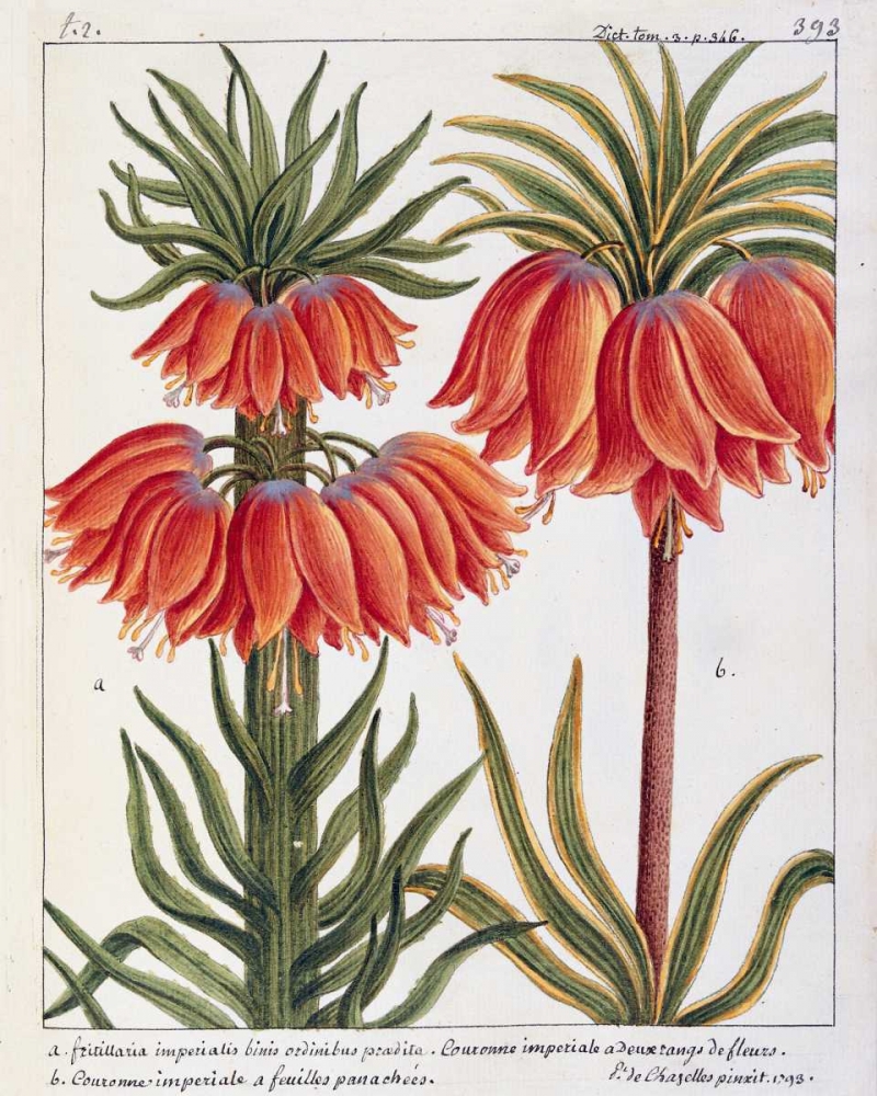 Fritillaria Imperialis art print by Laurent De Chazelles for $57.95 CAD