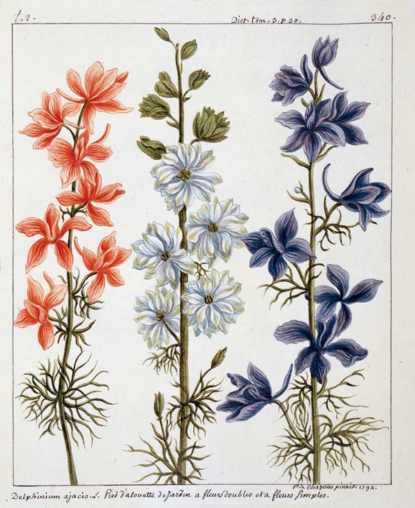Delphinium Ajacis art print by Laurent De Chazelles for $57.95 CAD
