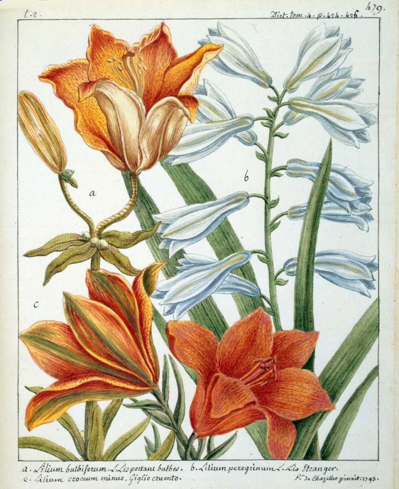 Lilium Bulbiferum art print by Laurent De Chazelles for $57.95 CAD