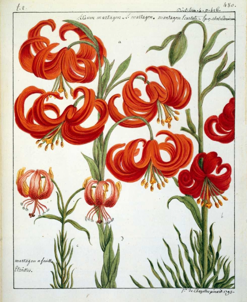 Lilium Martagon art print by Laurent De Chazelles for $57.95 CAD