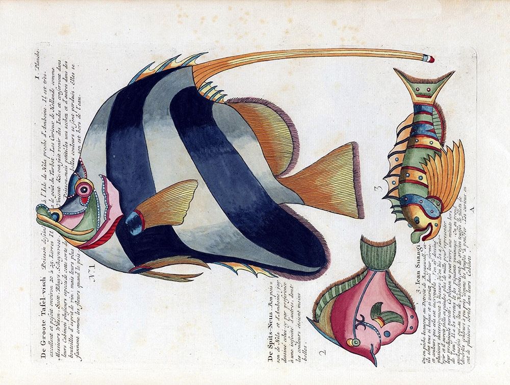 De Groote Tafel-Visch art print by Louis Renard for $57.95 CAD