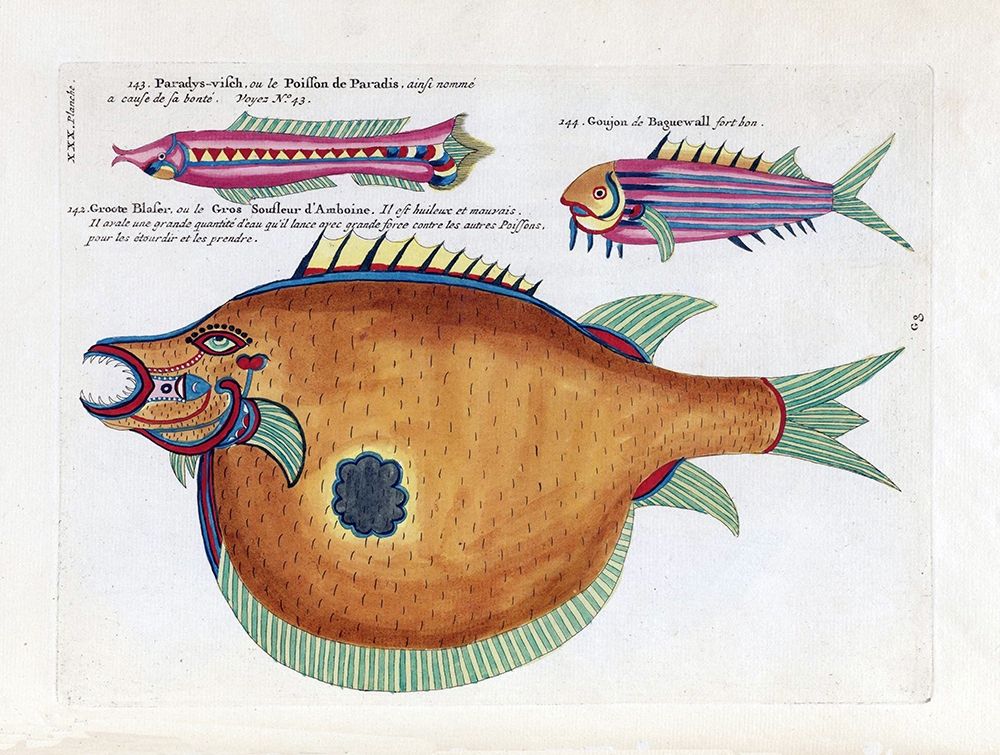 Poisson de Paradis art print by Louis Renard for $57.95 CAD