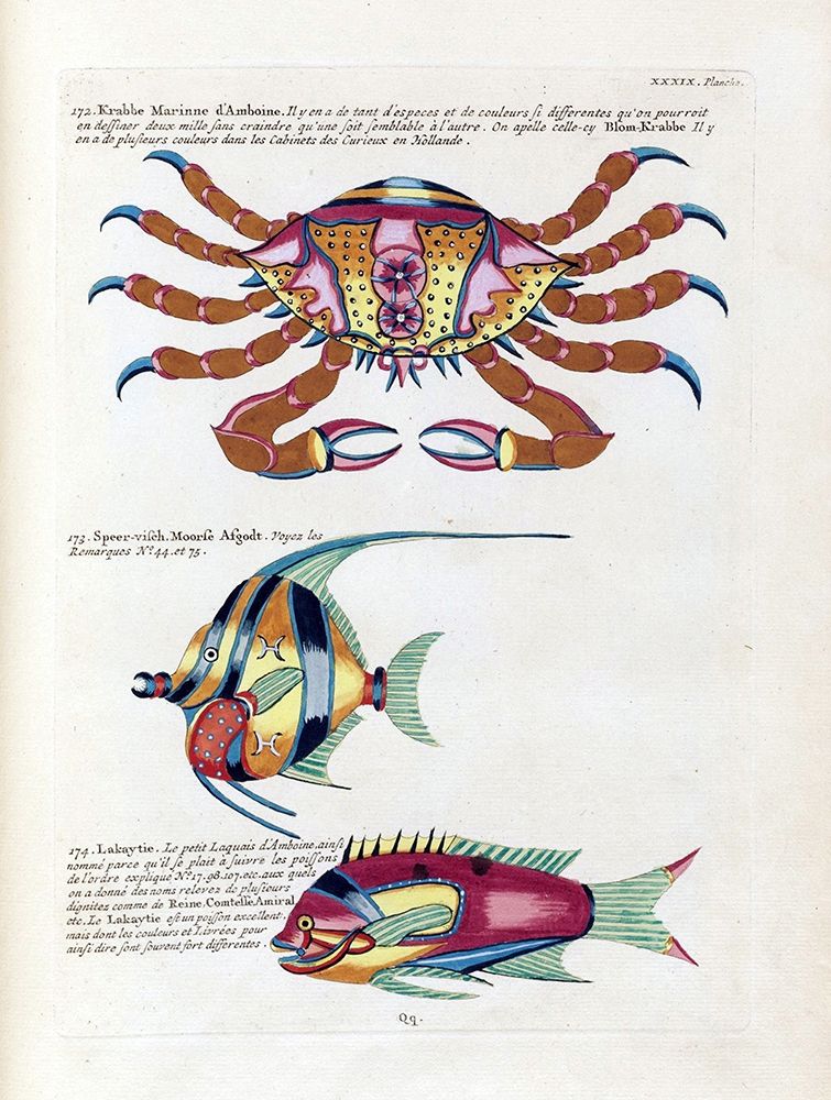 Crabbe Marinne D Amboine art print by Louis Renard for $57.95 CAD