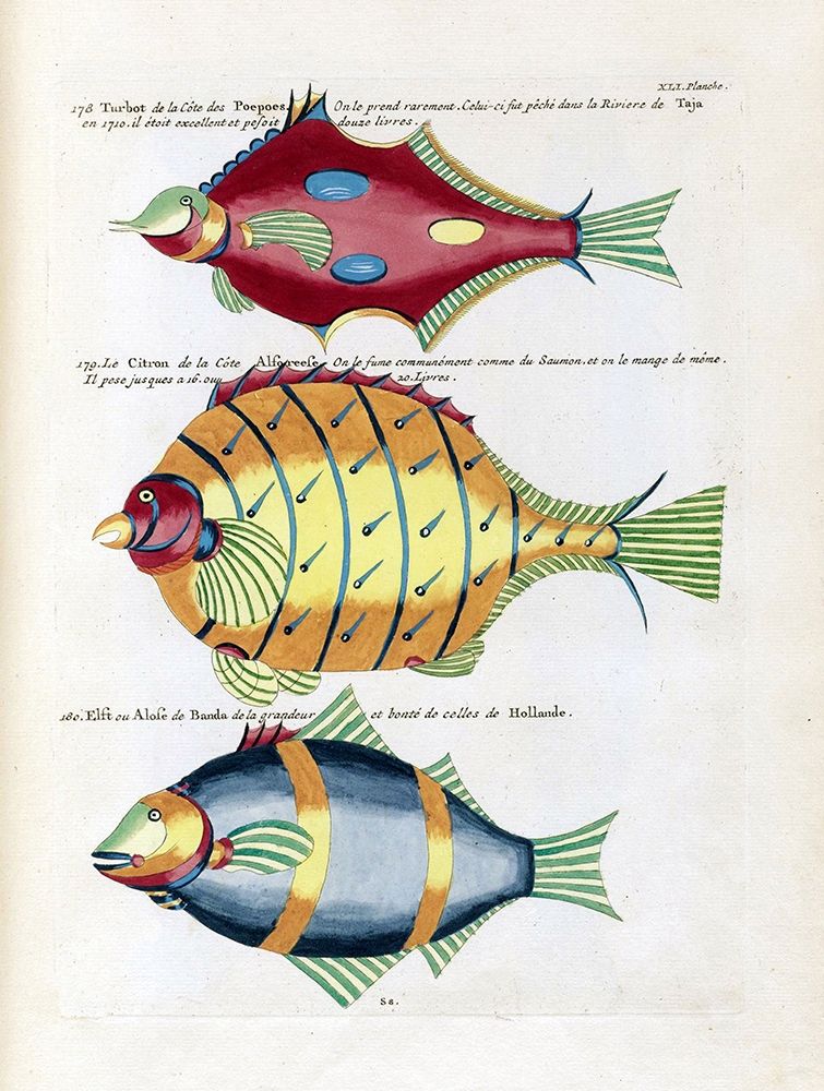 Turbot de la Cote des Puepoes art print by Louis Renard for $57.95 CAD