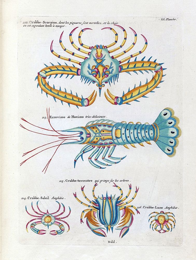 Crabbe- Scorpion art print by Louis Renard for $57.95 CAD