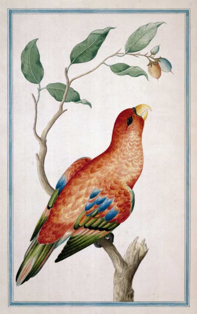 Lory, Right facing art print by Pieter De Bevere for $57.95 CAD