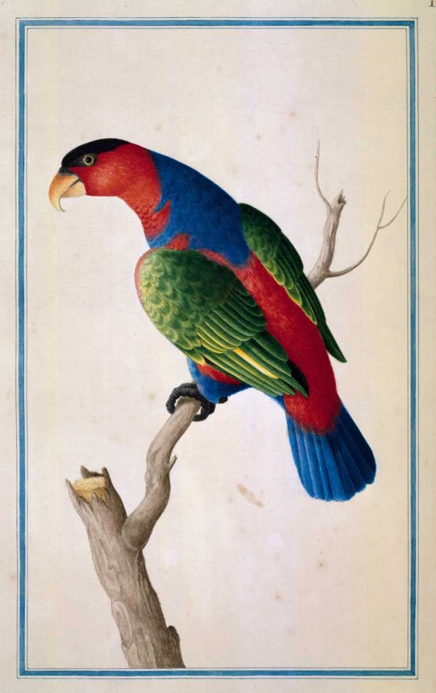 Lory, Left facing art print by Pieter De Bevere for $57.95 CAD