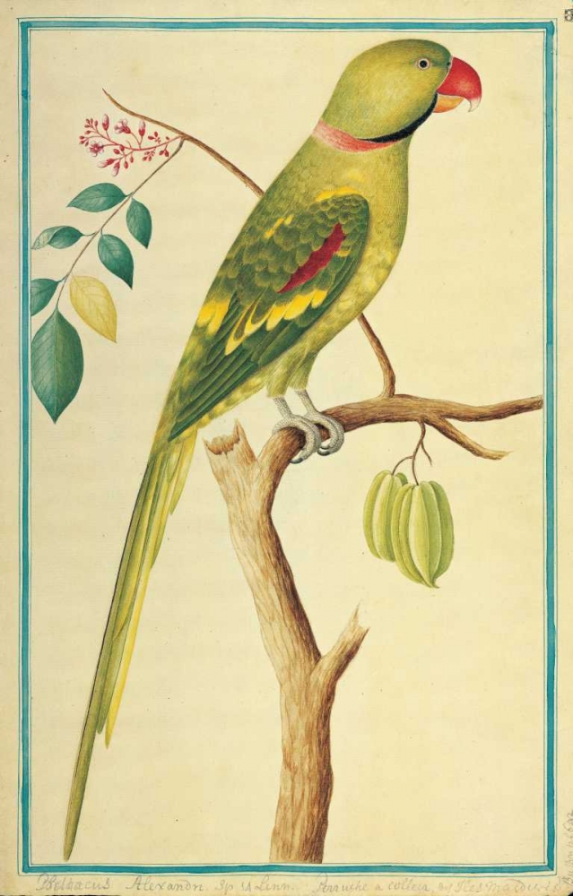 Alexandrine Parakeet, Right facing art print by Pieter De Bevere for $57.95 CAD
