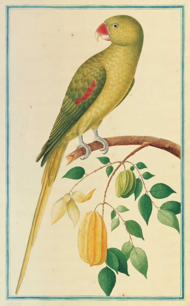 Alexandrine Parakeet. Left facing art print by Pieter De Bevere for $57.95 CAD
