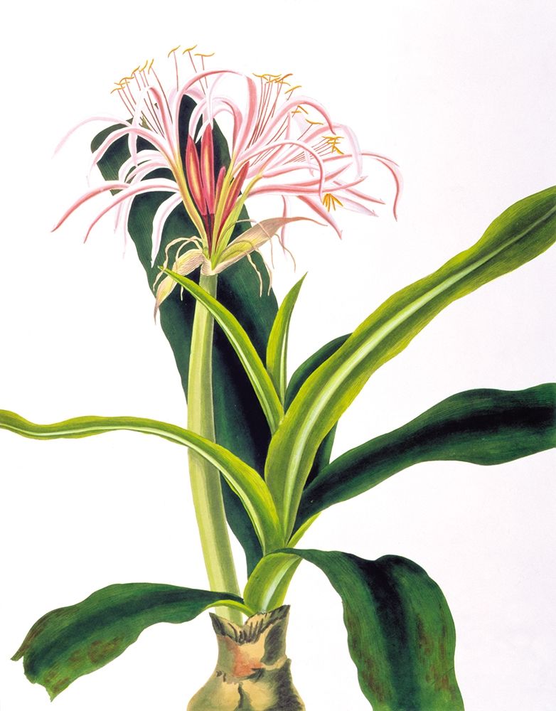 Crinium Hybridum art print by Priscilla Bury for $57.95 CAD