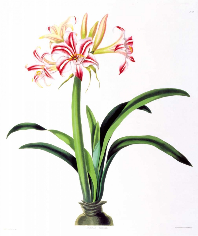 Amarylis Superba art print by Priscilla Bury for $57.95 CAD