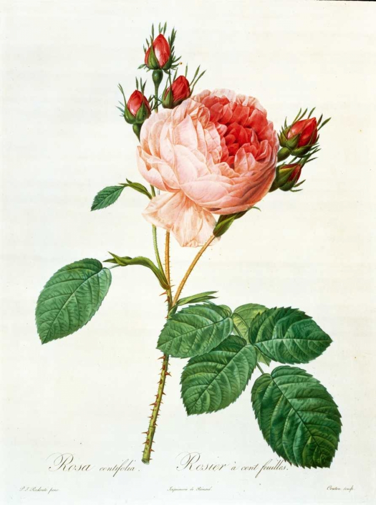 Rose,Centifolia with 100 Petals art print by Pierre-Joseph Redouté for $57.95 CAD
