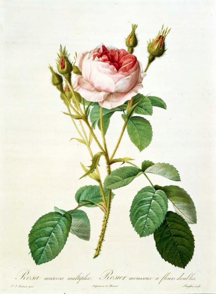 Rose, Muscosa Multiplex art print by Pierre-Joseph Redouté for $57.95 CAD