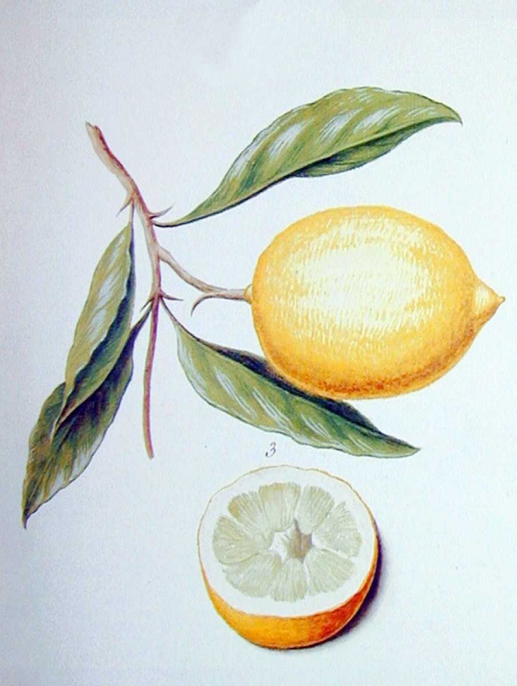 Citron art print by Pierre Ledoulx for $57.95 CAD