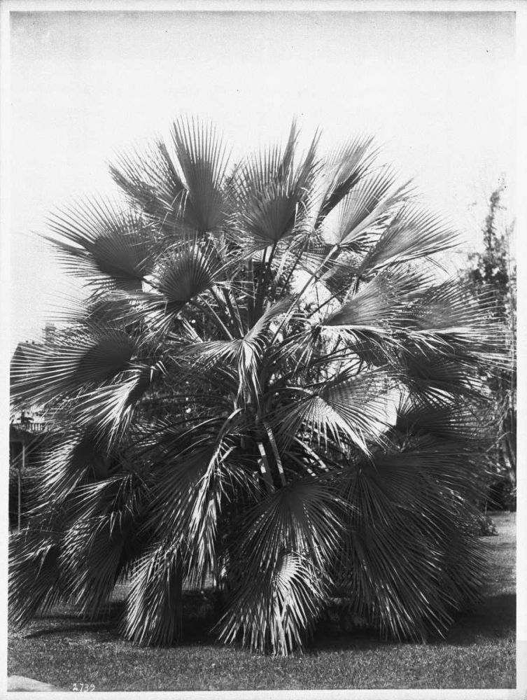Blue Palm Tree, c1910 art print by Anonymous for $57.95 CAD