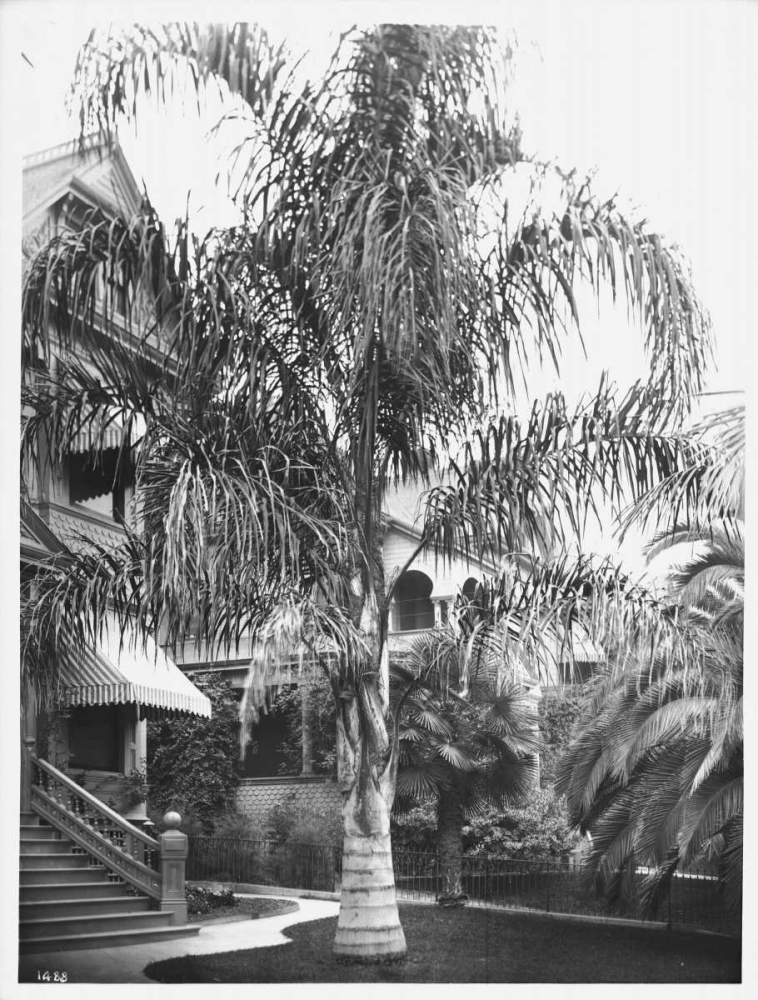 Palm, Cocos Plumosos, L.A., c 1910 art print by Anonymous for $57.95 CAD