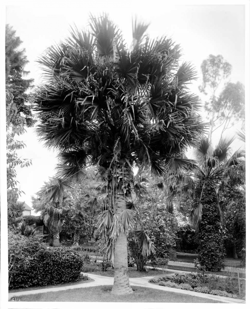 Palm. L.A. Park, c1910 art print by Anonymous for $57.95 CAD