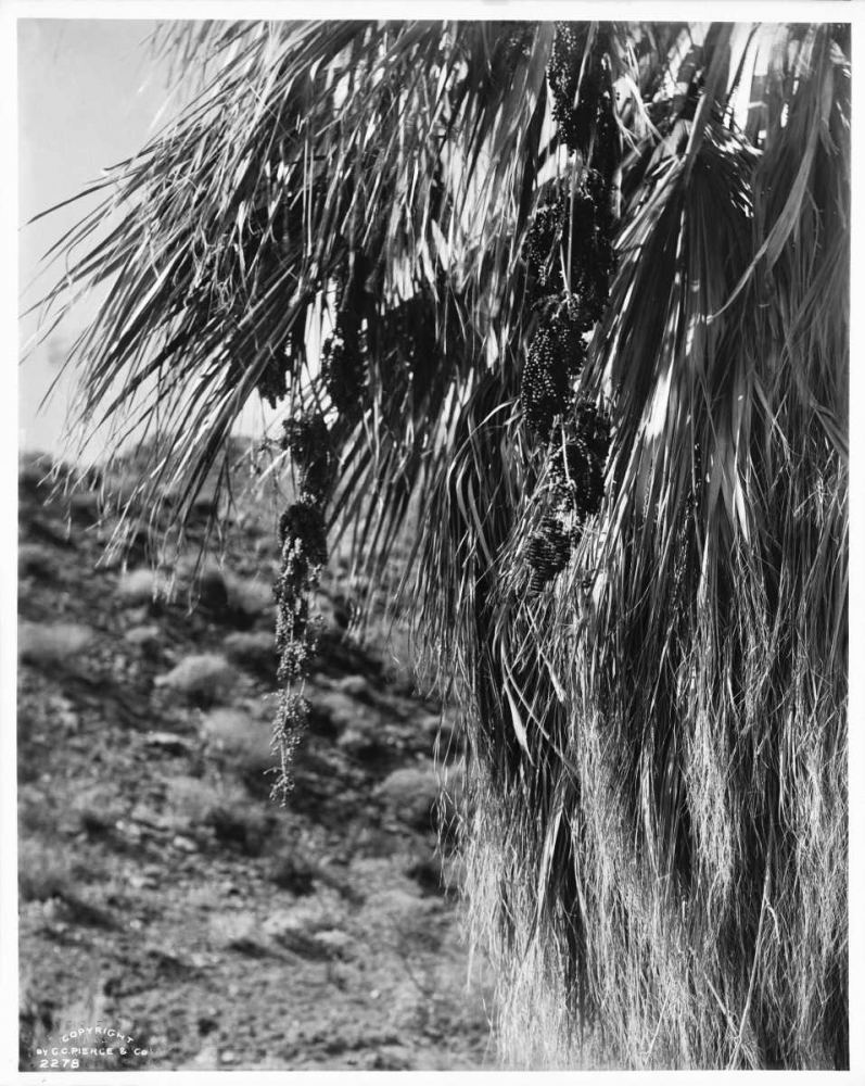 Fan Palm, Fruit, c 1910 art print by Anonymous for $57.95 CAD