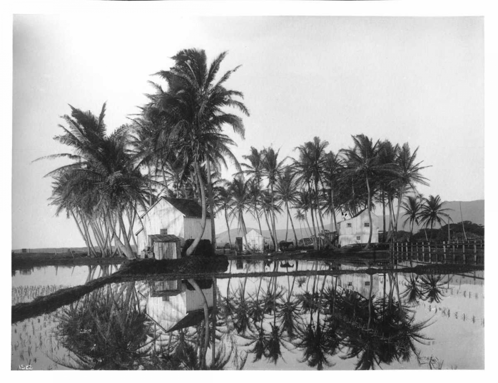 Palms, Hawaiian Rice Paddies, 1907 art print by Anonymous for $57.95 CAD