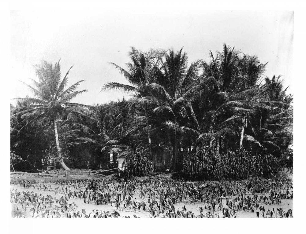 Taro fields, Date Palms, Hawaii 1907 art print by Anonymous for $57.95 CAD
