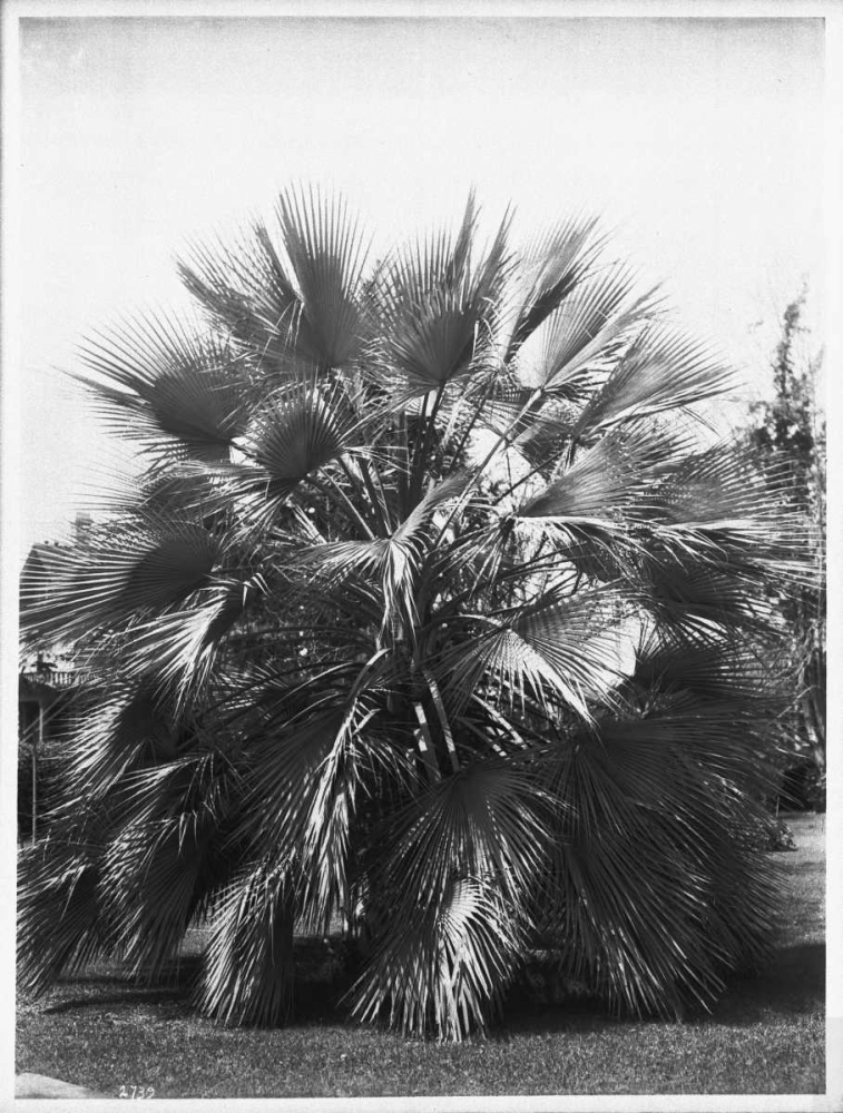 Blue Palm Tree, Figueroa St c1920 art print by Anonymous for $57.95 CAD
