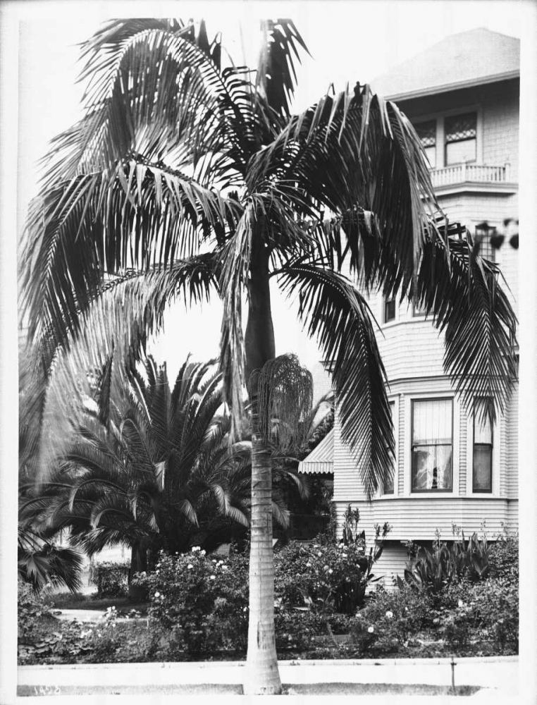 Palm, Seaforchia Elygans, CA c 1920 art print by Anonymous for $57.95 CAD