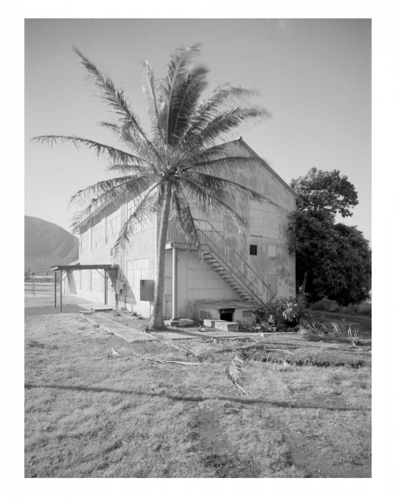 Palm Tree, Naval Magazine Bldg, Hawaii, c1907 art print by Anonymous for $57.95 CAD