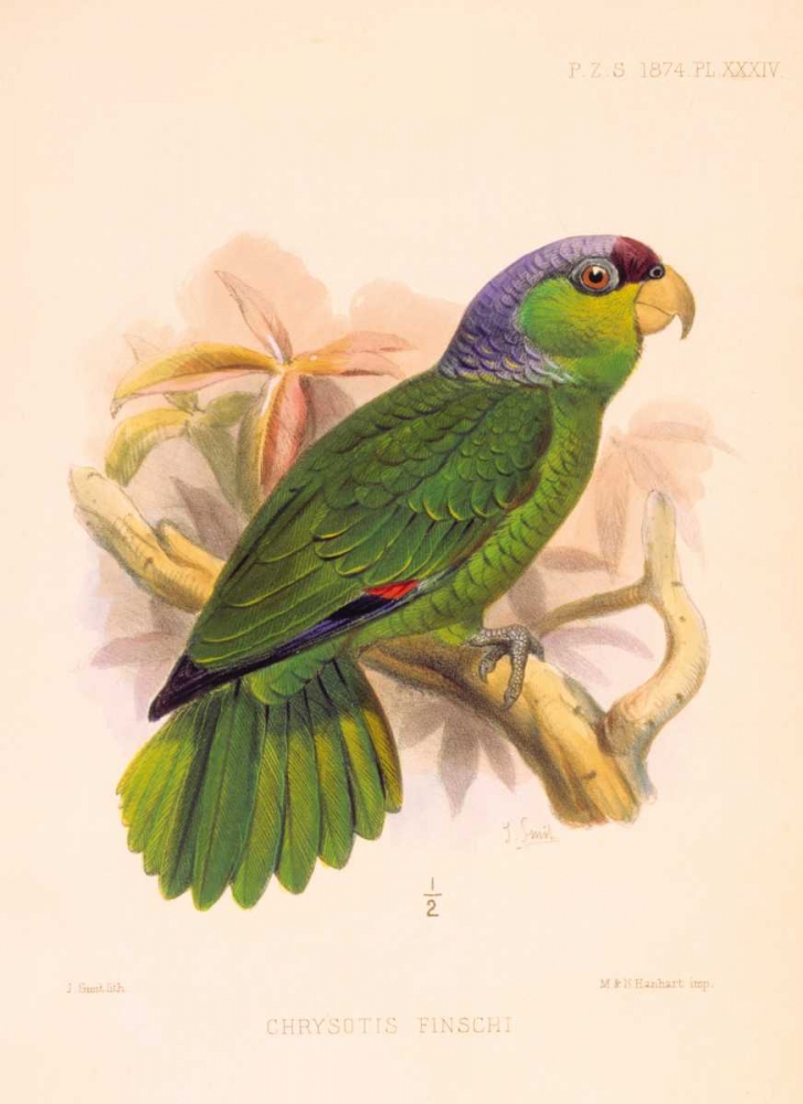 Parrot, Chrysotis Finschi art print by Joseph Smit for $57.95 CAD