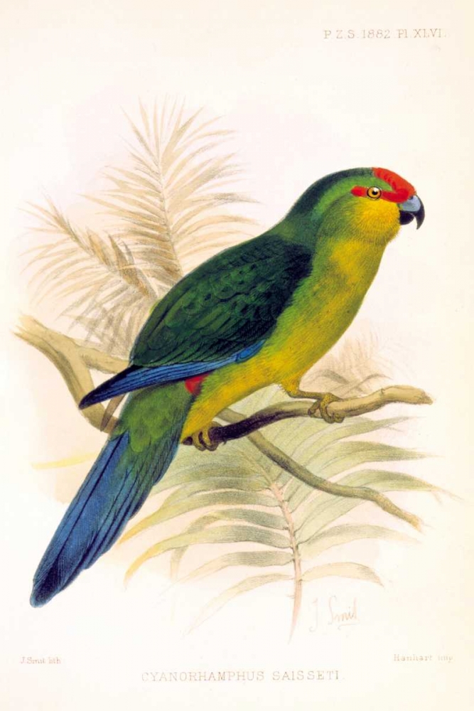 Parrot, Saisseti art print by Joseph Smit for $57.95 CAD